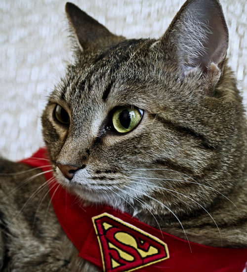 A Super Kitty